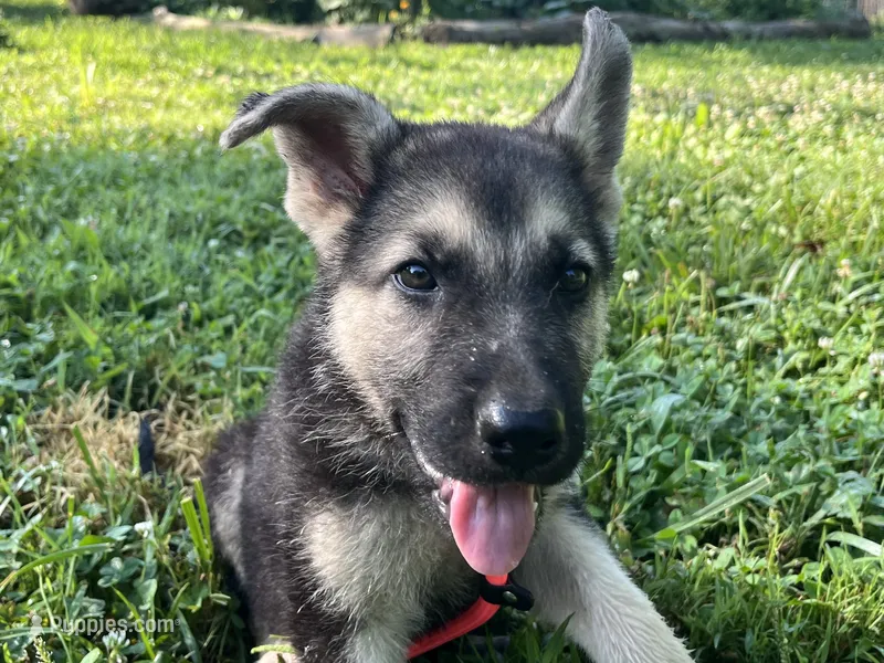 Meadow – German Shepherd Dog puppy for sale in Edwards, MO