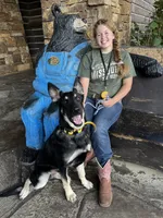 COMING SOON! Trained Deterrent Dog , a male German Shepherd Dog for sale in Edwards, MO – 9 of 10