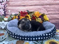 Onyx, a male German Shepherd Dog for sale in Edwards, MO – 4 of 6