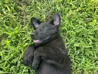 Hedge, a male German Shepherd Dog for sale in Edwards, MO – 8 of 9