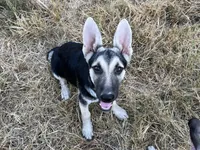Rita, a female German Shepherd Dog for sale in Edwards, MO – 2 of 5