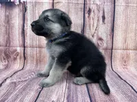 Silver, a male German Shepherd Dog for sale in Edwards, MO – 2 of 9