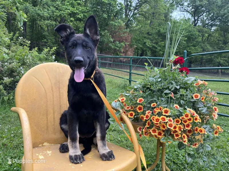 Gwendolyn  – German Shepherd Dog puppy for sale in Edwards, MO