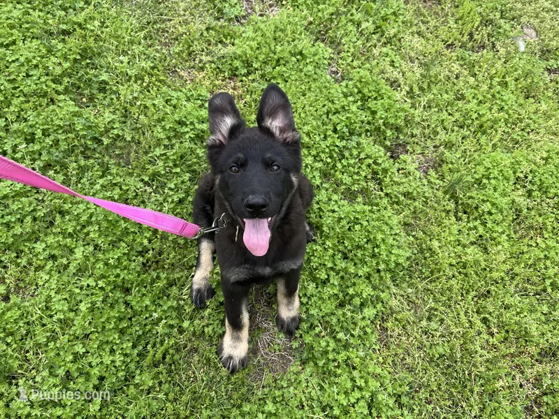Gwendolyn  – German Shepherd Dog puppy for sale in Edwards, MO