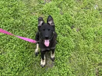 Gwendolyn , a female German Shepherd Dog for sale in Edwards, MO – Photo 1 of 2