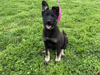 Gwendolyn , a female German Shepherd Dog for sale in Edwards, MO – Photo 2 of 2