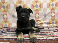 Gwendolyn , a female German Shepherd Dog for sale in Edwards, MO – 9 of 10