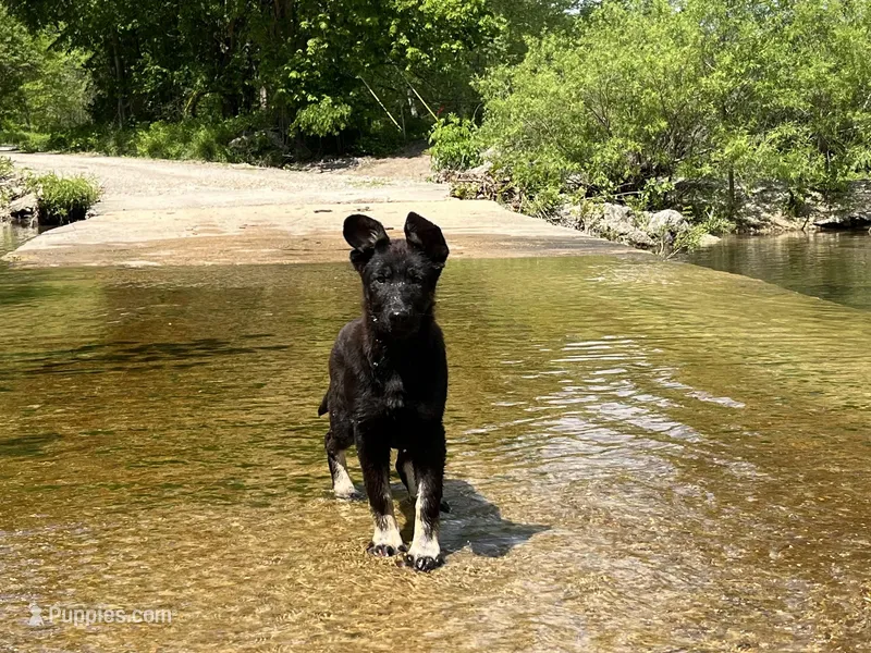Gwendolyn  – German Shepherd Dog puppy for sale in Edwards, MO