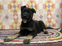 Gwendolyn , a female German Shepherd Dog for sale in Edwards, MO – 8 of 10
