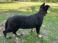 Gwendolyn , a female German Shepherd Dog for sale in Edwards, MO – 5 of 10