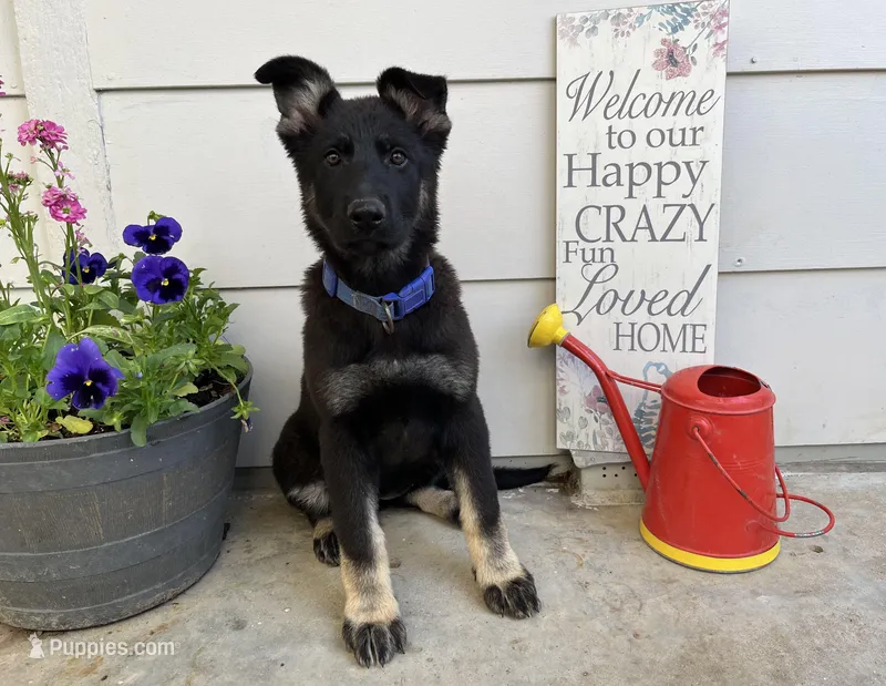 Gwendolyn  – German Shepherd Dog puppy for sale in Edwards, MO