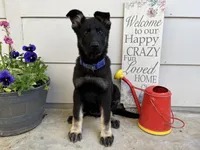 Gwendolyn , a female German Shepherd Dog for sale in Edwards, MO – 6 of 10
