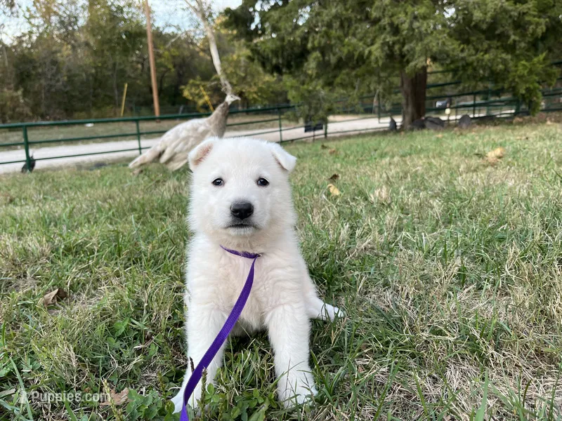 Sylvia – German Shepherd Dog puppy for sale in Edwards, MO