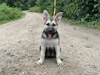 Sandy, a female German Shepherd Dog for sale in Edwards, MO – 1 of 10