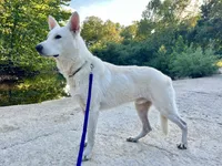 Sly, a female German Shepherd Dog for sale in Edwards, MO – 7 of 10
