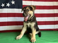 Clover, a female German Shepherd Dog for sale in Edwards, MO – 5 of 6