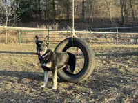 COMING SOON! Trained Deterrent Dog , a male German Shepherd Dog for sale in Edwards, MO – 1 of 10