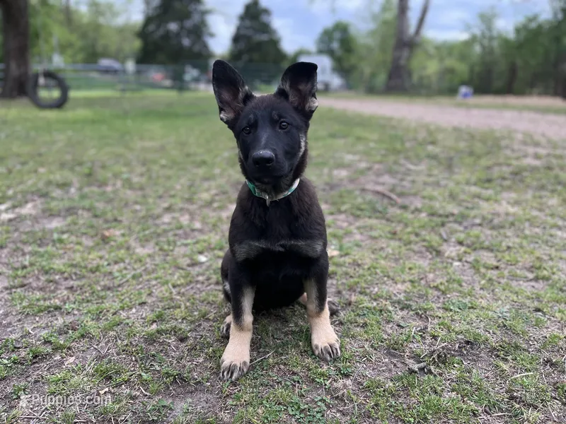  Penny – German Shepherd Dog puppy for sale in Edwards, MO
