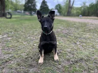  Penny, a female German Shepherd Dog for sale in Edwards, MO – 4 of 10