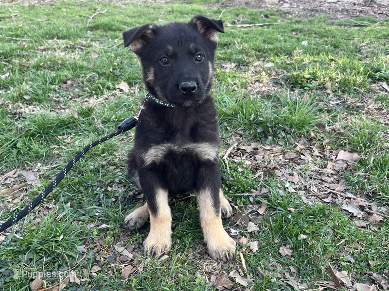 Penny – German Shepherd Dog puppy for sale in Edwards, MO