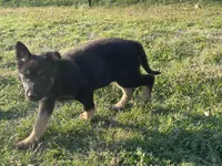 Penny, a female German Shepherd Dog for sale in Edwards, MO – Photo 1 of 10