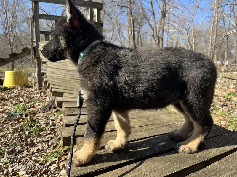Penny – German Shepherd Dog puppy for sale in Edwards, MO