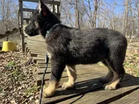 Penny, a female German Shepherd Dog for sale in Edwards, MO – Photo 5 of 10