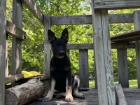  Penny, a female German Shepherd Dog for sale in Edwards, MO – 3 of 10