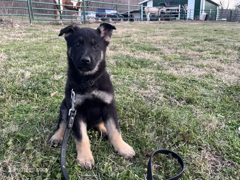 Penny – German Shepherd Dog puppy for sale in Edwards, MO