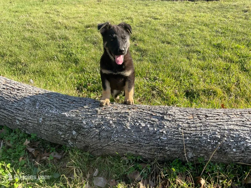 Penny – German Shepherd Dog puppy for sale in Edwards, MO