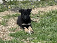 Penny, a female German Shepherd Dog for sale in Edwards, MO – Photo 2 of 10