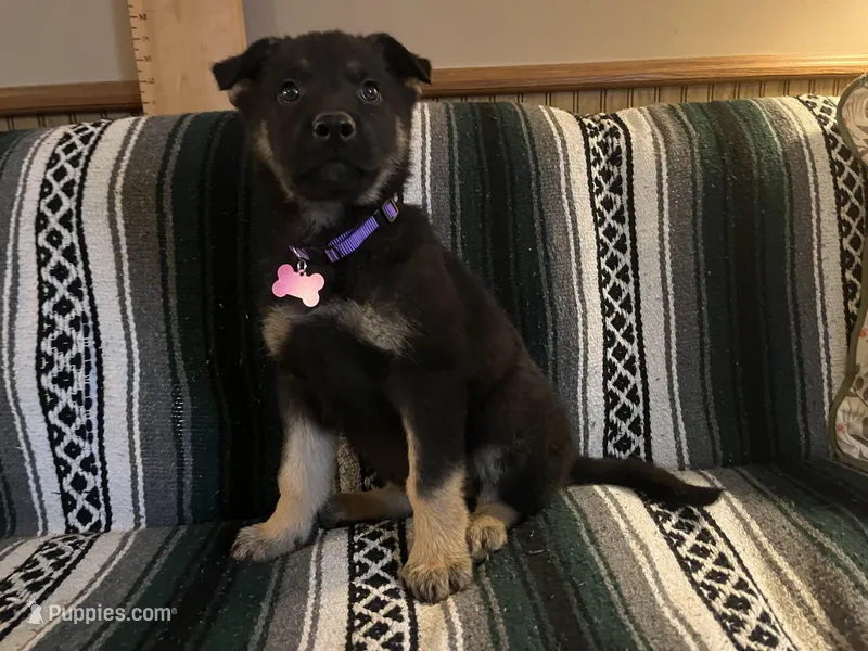 Penny – German Shepherd Dog puppy for sale in Edwards, MO