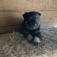 Penny, a female German Shepherd Dog for sale in Edwards, MO – Photo 6 of 10