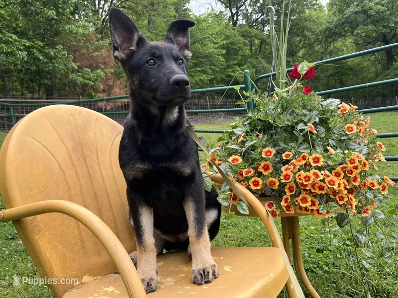  Penny – German Shepherd Dog puppy for sale in Edwards, MO