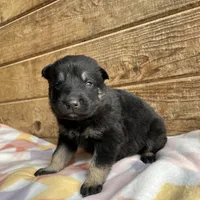 Penny, a female German Shepherd Dog for sale in Edwards, MO – Photo 7 of 10