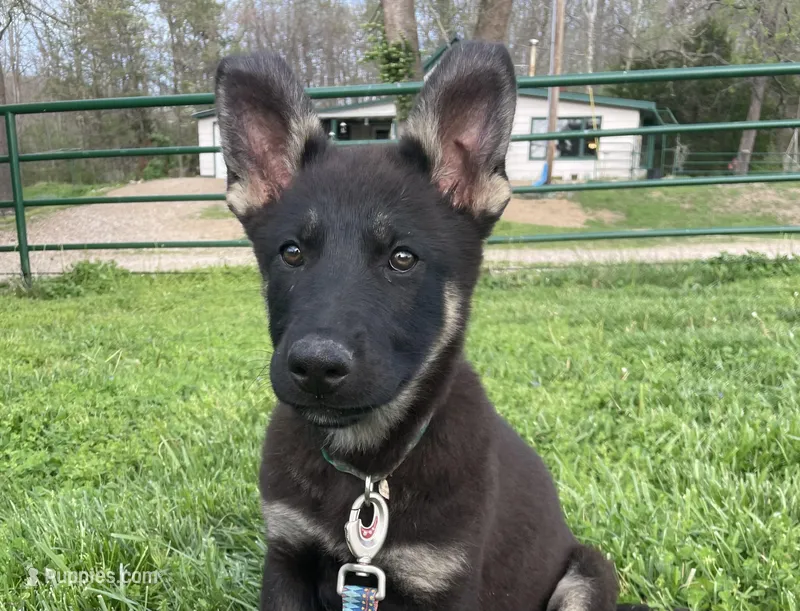 Penny – German Shepherd Dog puppy for sale in Edwards, MO