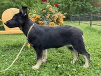  Penny, a female German Shepherd Dog for sale in Edwards, MO – 2 of 10