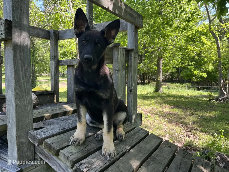  Penny – German Shepherd Dog puppy for sale in Edwards, MO