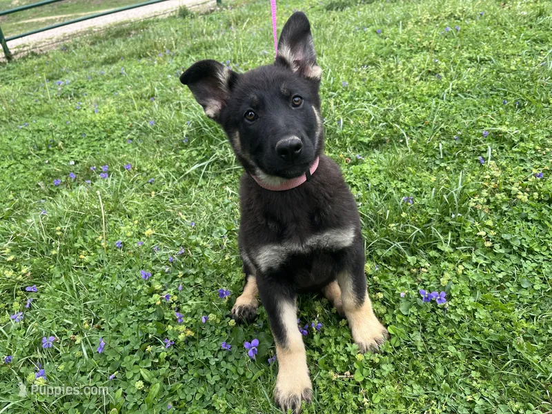 Penny – German Shepherd Dog puppy for sale in Edwards, MO