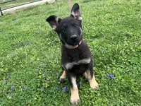  Penny, a female German Shepherd Dog for sale in Edwards, MO – 5 of 10