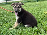 Ember, a female German Shepherd Dog for sale in Edwards, MO – 4 of 10