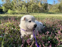 Sylvia, a female German Shepherd Dog for sale in Edwards, MO – 2 of 4