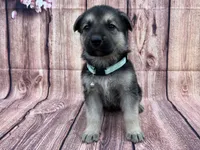 Sandy, a female German Shepherd Dog for sale in Edwards, MO – 2 of 8