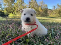 Yip, a male German Shepherd Dog for sale in Edwards, MO – 3 of 5