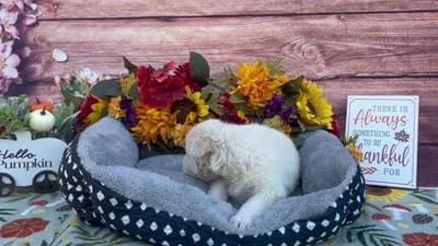 Opal, a female German Shepherd Dog for sale in Edwards, MO – 6 of 6