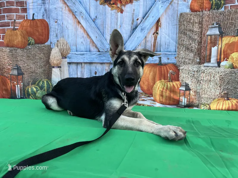 Marge – German Shepherd Dog puppy for sale in Edwards, MO