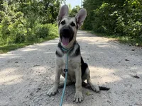 AKC Brooklynn , a female German Shepherd Dog for sale in Edwards, MO – 2 of 3