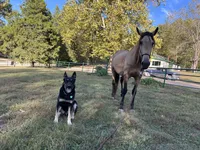 COMING SOON! Trained Deterrent Dog , a male German Shepherd Dog for sale in Edwards, MO – 3 of 10