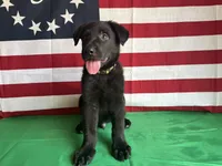 Hedge, a male German Shepherd Dog for sale in Edwards, MO – 5 of 9