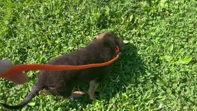 Clover, a female German Shepherd Dog for sale in Edwards, MO – 6 of 6